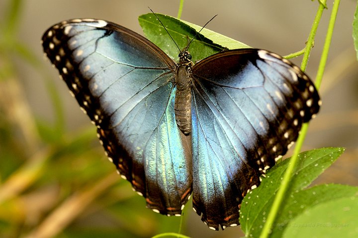 _DSC9543 - Morpho peleideis.jpg - Giuseppe Zuppardo 2008 KINZLE@TIN.IT